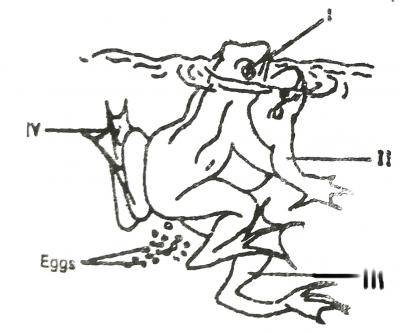 The breeding posture illustrated in the diagram is known as